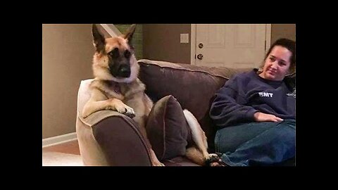 This is why German Shepherds are the FUNNIEST DOGS part 2