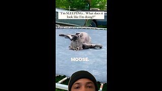 Why You Gotta Do Moose Like That?