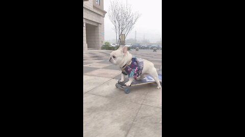 dog is playing skateboard
