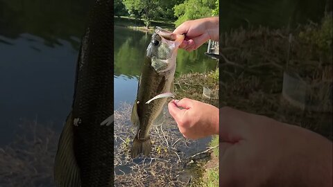 Good sized Largemouth Bass caught in a pond on our 3” Flat Top Minnow fished weightless!