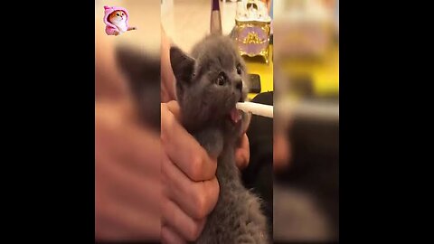 Cute Baby cats and funny baby cats in this cute and funny baby cat videos compilation💗😺😻