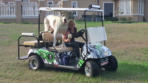 Max the Great Dane Enjoys Golf Cart Ride Into the Sunset