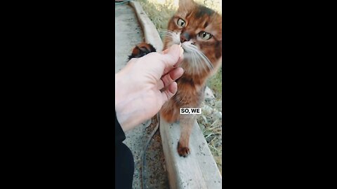 Cat funny video,🐈🐈😸