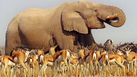 Nature Makes You Happy | BBC Earth