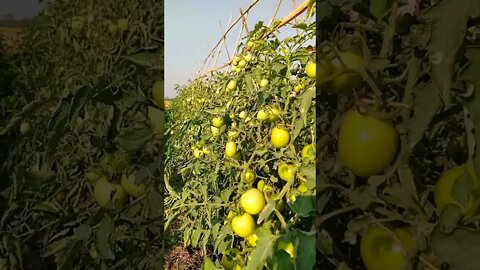 cultivation of tomato with minimal use of chemicals in Bangladesh. #shorts