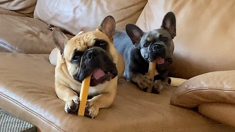 Frenchies Are Always Worried That The Other Frenchie Has A Better Chewie