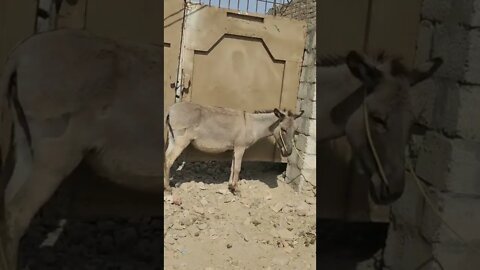 Donkey Of Eastern Rural Areas #Ubertainment #ytshorts #animals #viral #viral2022 #trending2022