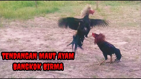 ROCK FIGHT "BANGKOK CHICKEN VS BIRMA CHICKEN"