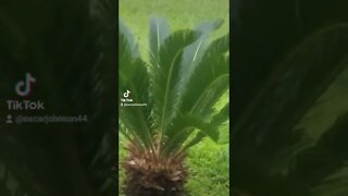 Hurricane IDA winds knock down a tree in Baton Rouge, Louisiana