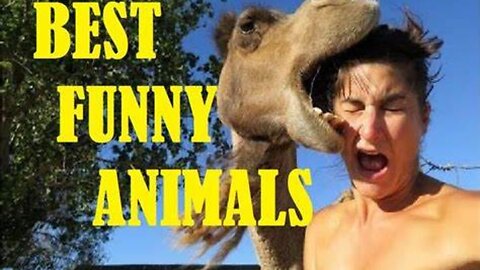 Funniest Animals 🐧 - Best Of The 2023 Funny Animal Videos 😁