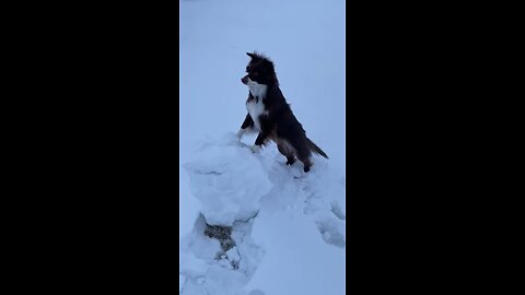 Mini Australian - Winter fun