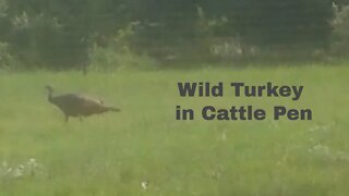 Wild Turkey in Cattle Pen.