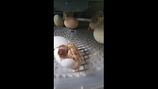 Birth of a Chicken