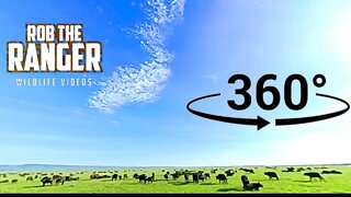 Experience Driving Inside The Buffalo Herd (360° VR) | Zebra Plains