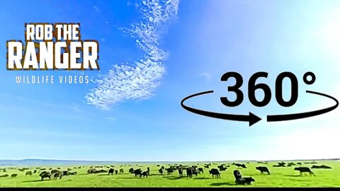 Experience Driving Inside The Buffalo Herd (360° VR) | Zebra Plains