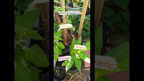 What kind of ginger is it? Or is it tumeric? #shorts #gardening #plants #containergardening #ginger