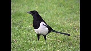 Baby Magpie