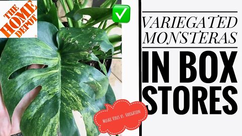 BOX STORE VARIEGATED MONSTERA FINDS?! HOW TO IDENTIFY MOSAIC VIRUS VS VARIEGATION. 👩‍🔬🎍✅