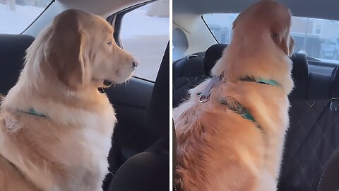 Dog Gives Owner The Cold Shoulder After A Trip To The Groomer