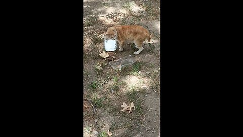 A cute and beautiful cat is drinking milk