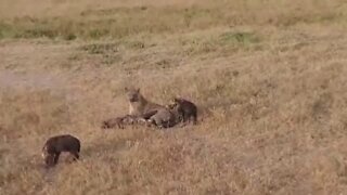 Hyena Den, Live From Maasai Mara