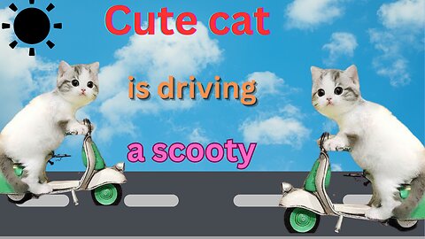 Funny animal videos |driving a scooter 🛵 Cute animal videos Funny cat videos |Hilarious pet videos funny video