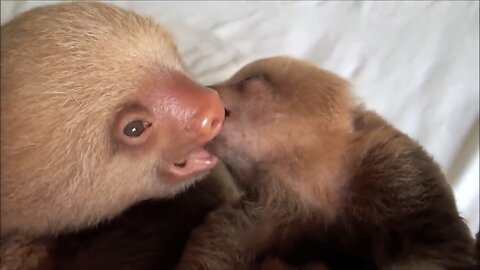 Cute baby sloth 🦥 funny