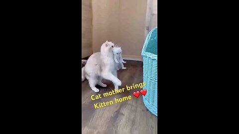 cat_ mom_Brings_kitten_home_🫡🫡🤭