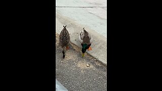 Hearing The Bird Noise While I’m Feeding The Duck #subscribe #shorts #duck #seed #birds #chirping