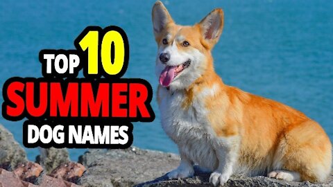 TOP 10 Summer Dog Names For Males & Females!
