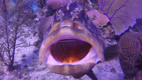 Amazing look at shocking relationship on the reef