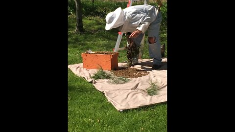May 9, '20-CATCHING FIRST SWARM IN MY OWN YARD #honeybeeswarm #honeybees #beekeeping #beewhisperer