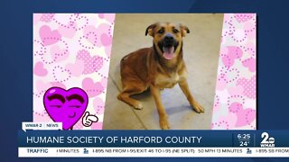 Bonnie the dog is up for adoption at the Humane Society of Harford County