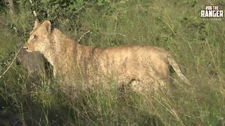 Daughters Of The Mapogo Lions - Rebuilding The Othawa Pride - 162: Growling And Feeding