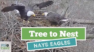 Hays Eagles Dad flies from tree to the nest Mom joins him 2021 12 31 15 35