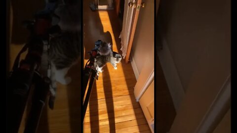 Spooking my cat with a dead cat mic attachment