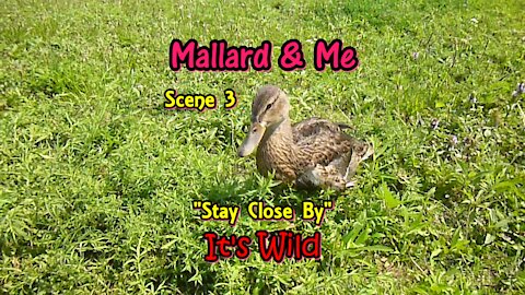 Mallard & Me Scene 3 “Stay Close By”