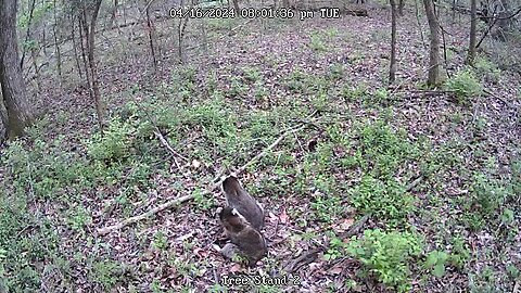 Trail Cam Fight | Caught on Trail Camera
