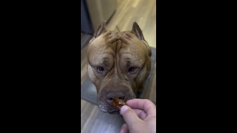 GIANT Pit Bull tries “dates” for the first time! 🦁😋