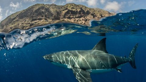 Surviving Shark Attacks: Real Footage of 6 Terrifying Encounters