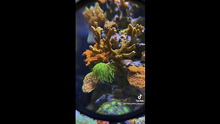 Redsea reefer and lowboy reef aquarium