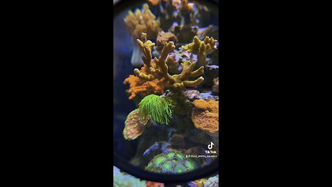 Redsea reefer and lowboy reef aquarium