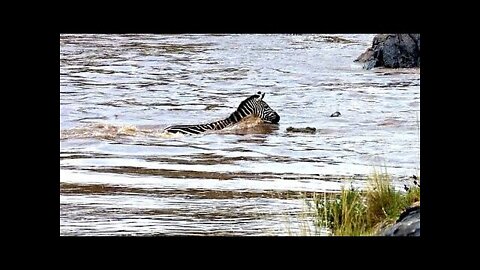 rumble Rumble Viral viral 10 Likes Zebras meet crocodile ambush as they cross river in Kenya