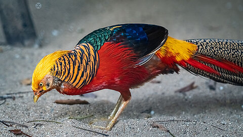 BEAUTIFUL BIRDS - GOLDEN PHEASANT & WADING BIRDS