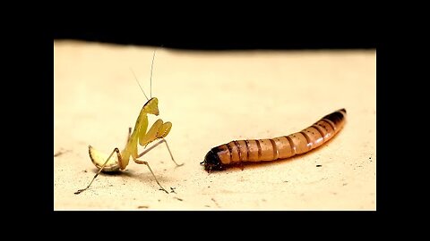 YOUNG HUNGRY MANTIS and LARGE CATERPILLAR AND COCKROACH 【LIVE FEEDING】