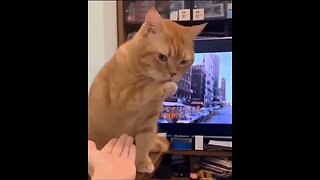 "Feline Frenzy: Hilarious Cat Clips"