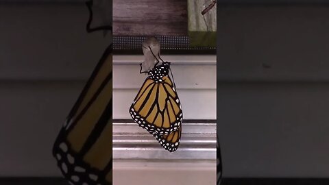 Monarch Butterflies Emerging From Chrysalis In Maryland In October! 🦋