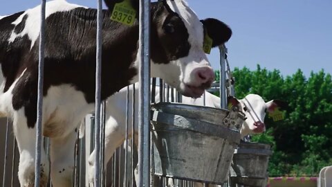 Calves eat from buckets