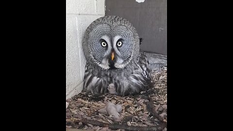 GREAT GREY OWL BABIES 🦉