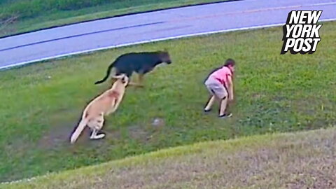Hero German shepherd saves 6-year-old boy from attack by neighbor's dog